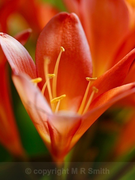 Macro Clavia - NEW GALLERY AS A SOUTH AFRICAN RESIDENT