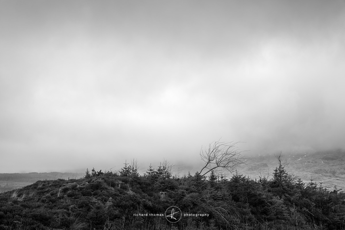 Along for the ride - Mono Mist Trees
