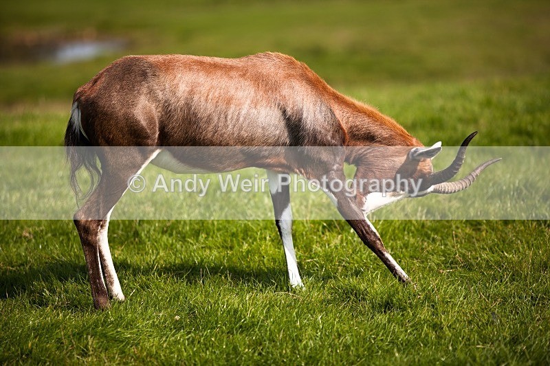 20120903-_MG_9690 - Captive Animals