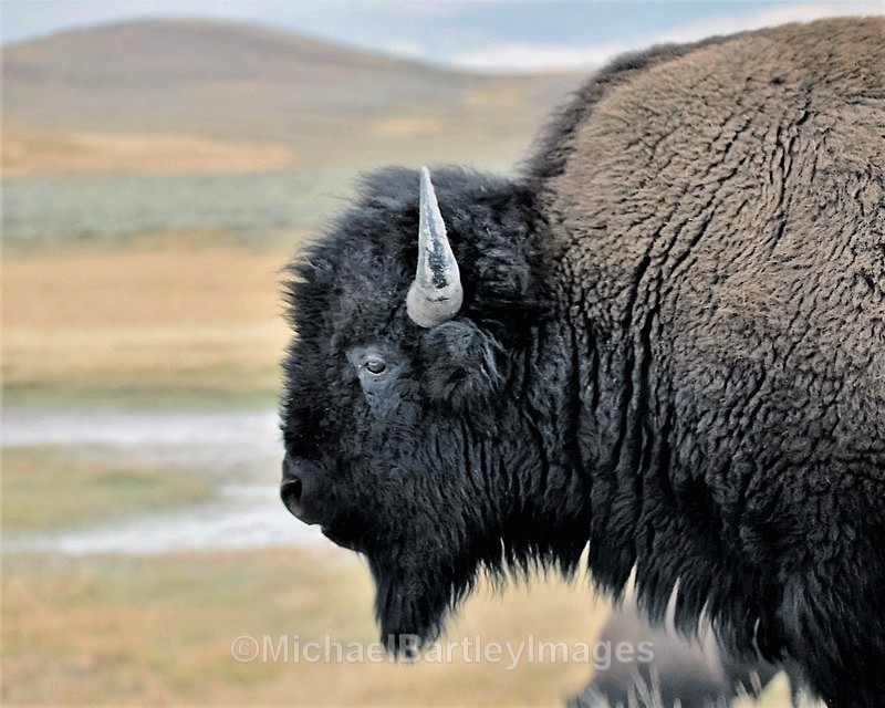 American Bison - Flora and Fauna