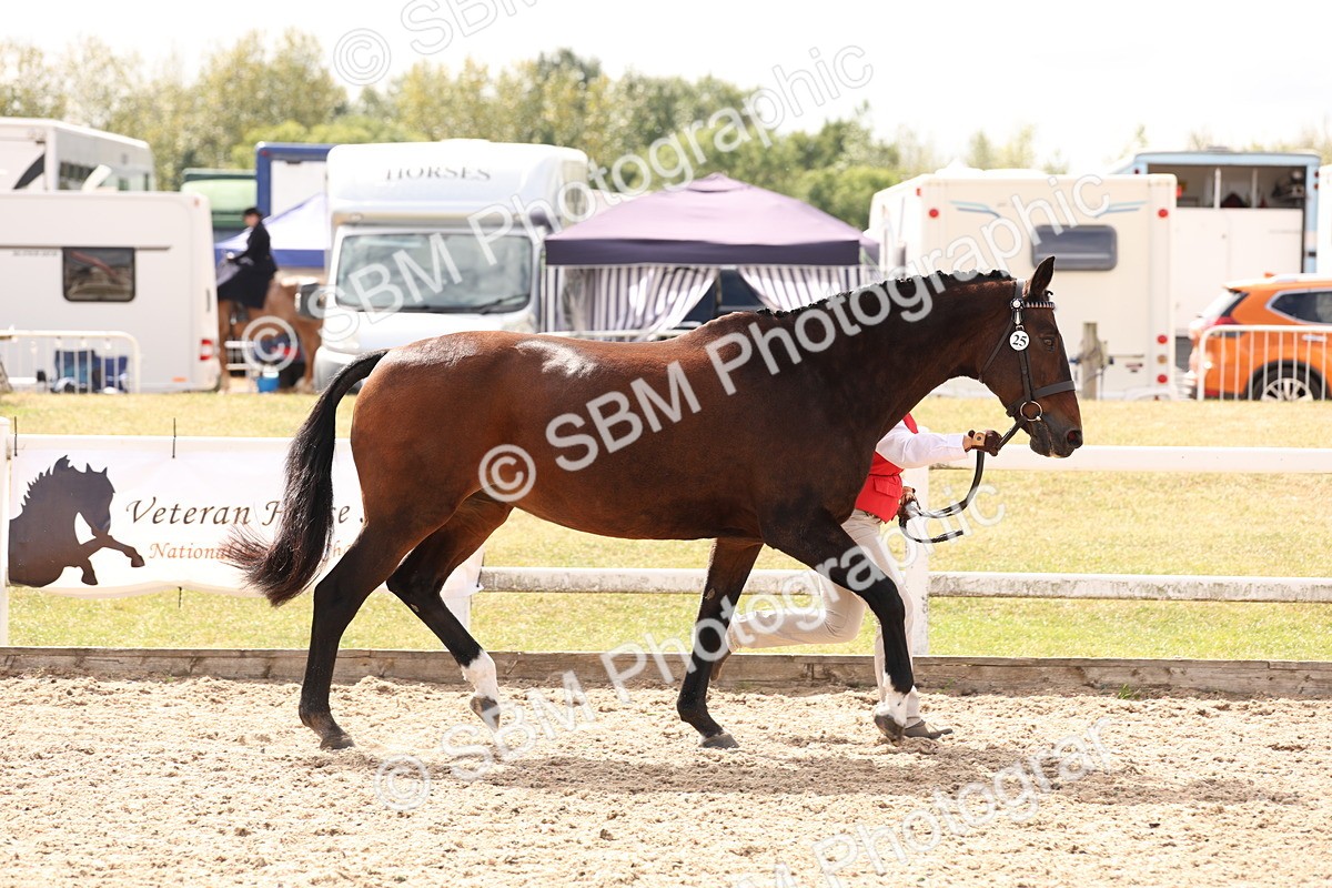 SBM_15364 - Class 210- IH Show Horse