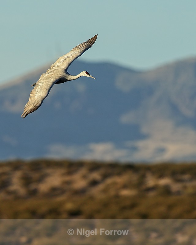 Sandhill Crane banking, Bosque del Apache, New Mexico - Sandhill Crane