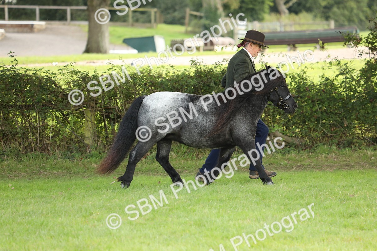 SBM_62740 - S46 - Mountain & Moorland In Hand Small Breeds