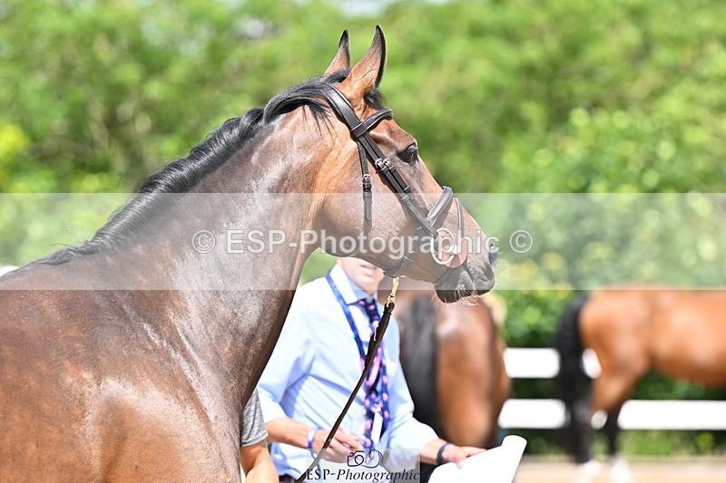 240718A-105302-01476 - Trot Up 12pm to 1pm