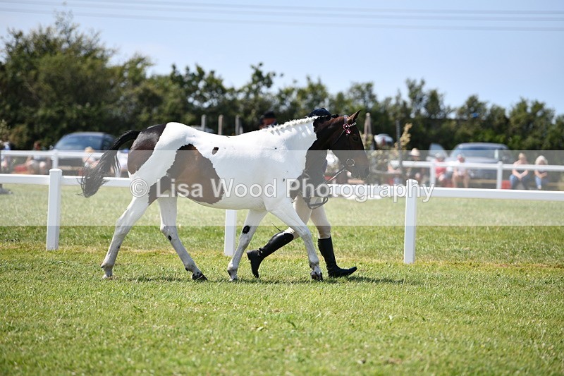 DSC_7896 - Coloured Horse In Hand Championship