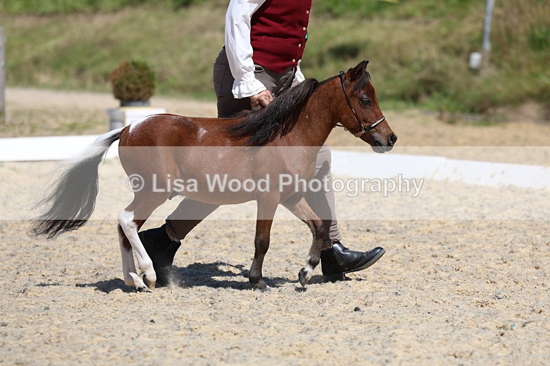 3E7A9464 - Class 30: Mnititature Horse