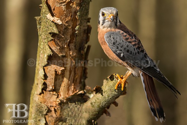 wow march 16 5-1 - Birds of Prey