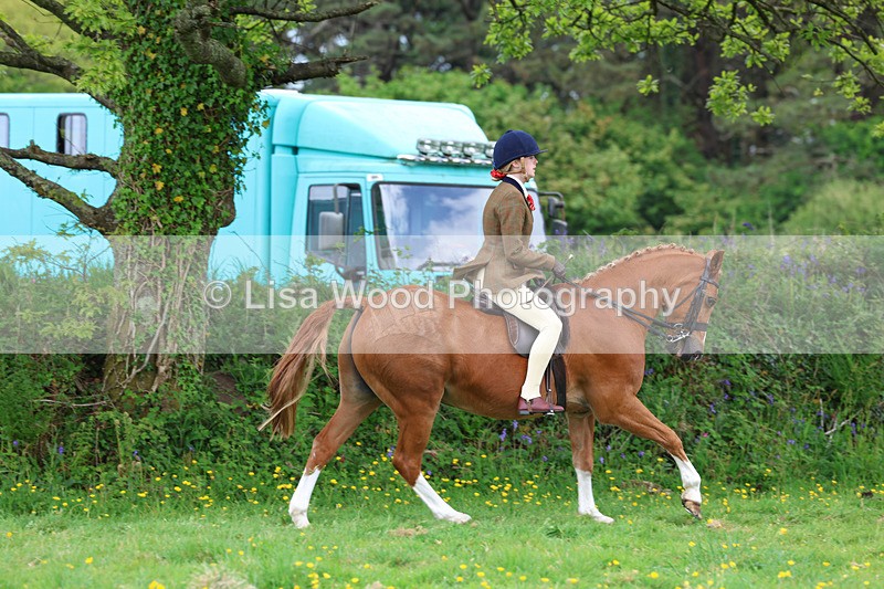 3E7A1989 - Class 10: Ridden Sports Horse