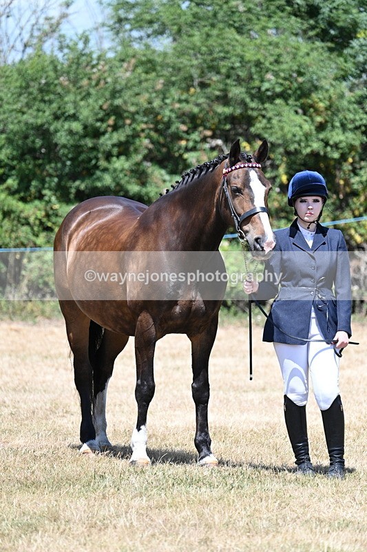 WJ7_2372 - Class 5a Most Handsome Gelding in hand (above 14.2hh)