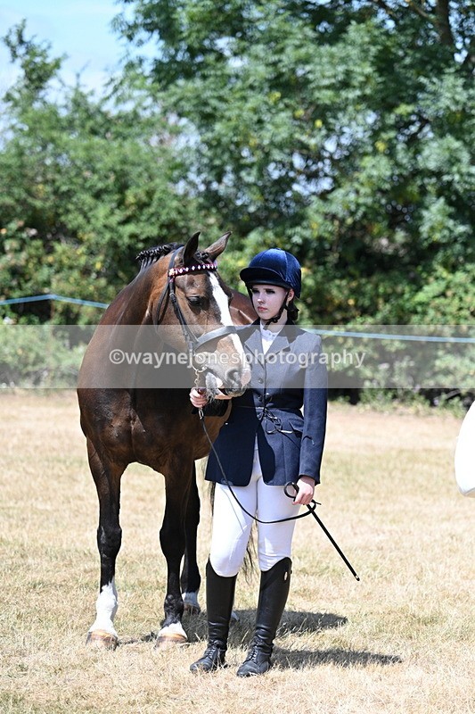 WJ7_2483 - Class 5a Most Handsome Gelding in hand (above 14.2hh)