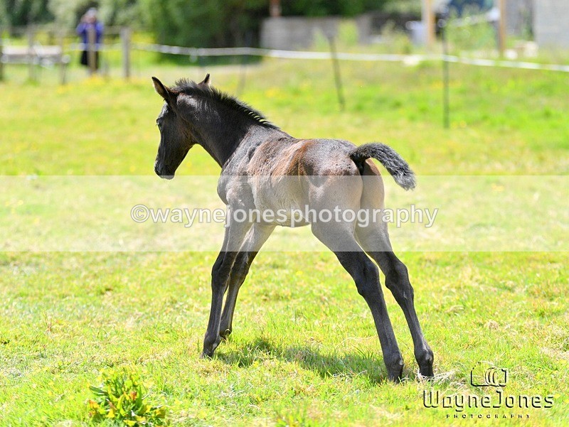 WJ5_4174 - Lyford Stud - Foals 01-06-25