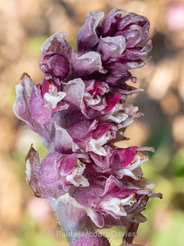 Toothwort (Lathraea squamaria) - Flower Portraits