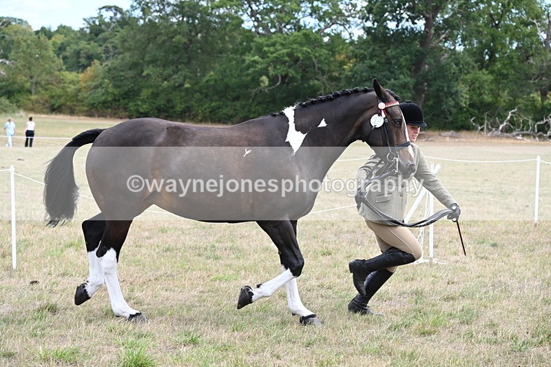 WJ6_5877 - Class 19 In-hand Veterans (Uploaded correct folder)