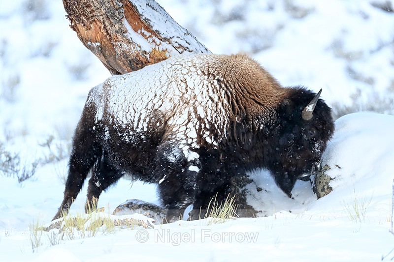 Bison rubbing itself on tree, Yellowstone National Park, Wyoming - Bison