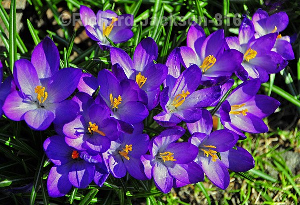 Crocus - Flowers