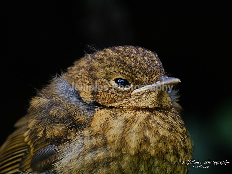  - Wildlife and Nature