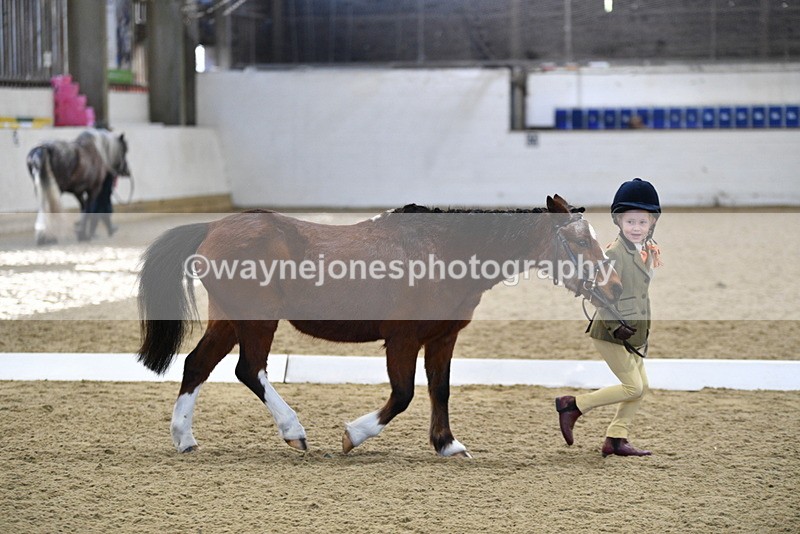 WJ5_3774 - Class 5 In Hand Veterans