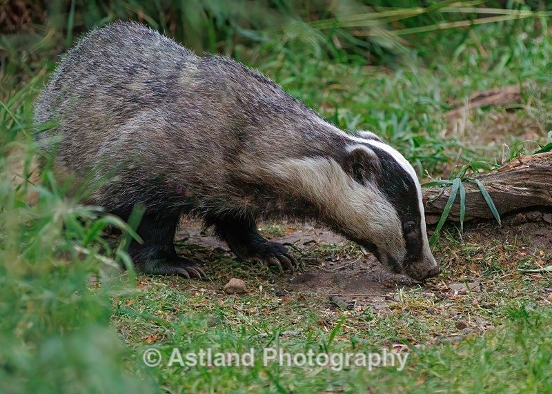 Badger - Latest Images