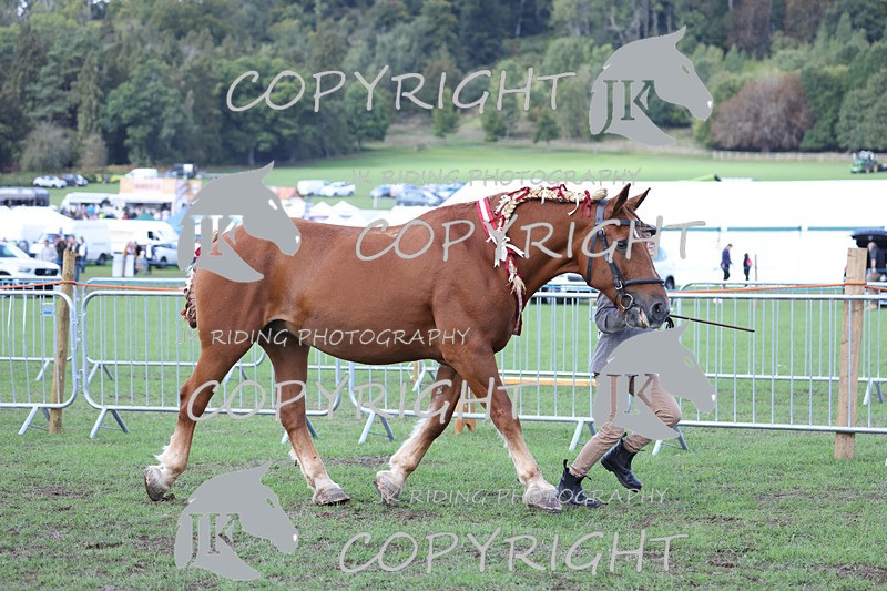 APP_3444 - Class 6 Young Handlers