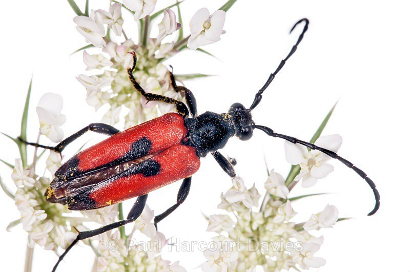 Longicorn Beetles (Stenurella bifasciata) - Small Creatures - WB