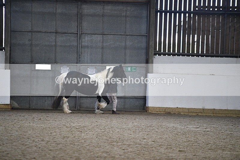 WJ5_5228 - Class 8 In hand cob