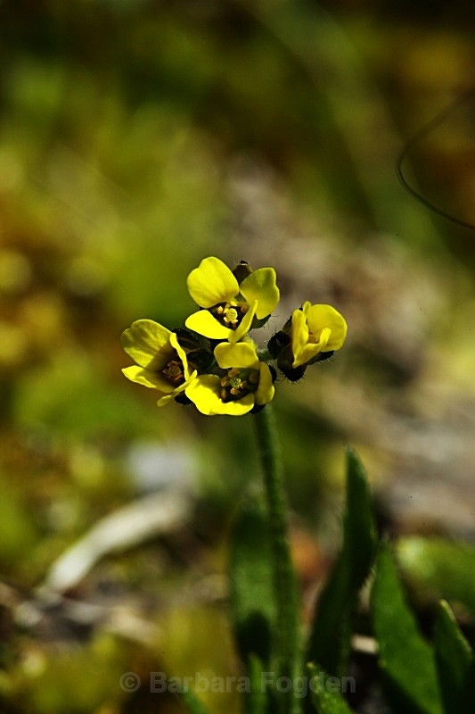 Pigmy Buttercup 2737 - Summer time