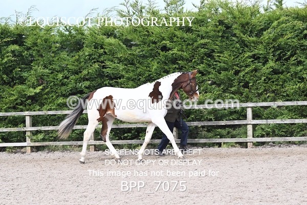 BPP_7075 - RING 1  (RIDDEN HORSES / IN HAND / VETERAN ETC)