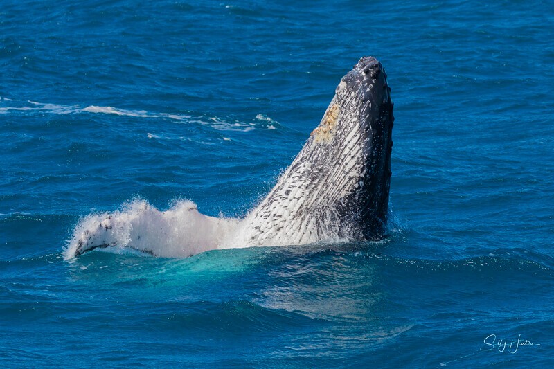 0A3A4679 - 2024 Hervey Bay Whales