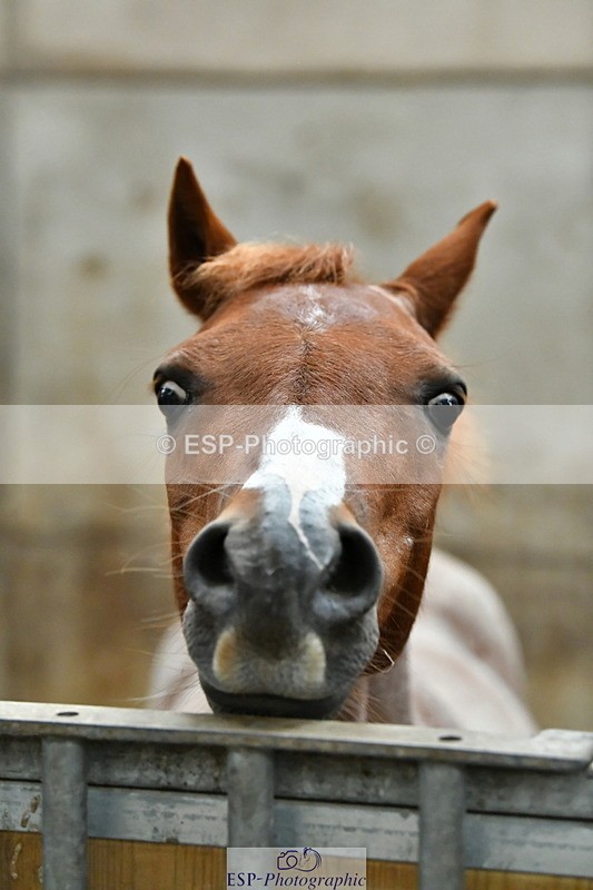 230804A-094531-02182 - Stable Shots