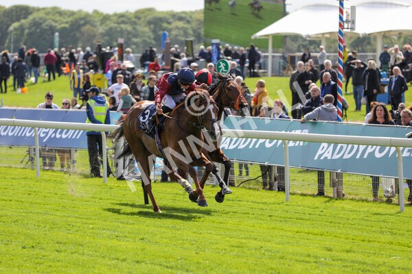yr12052022r2-31 - Race 2 2.25pm Al Basti Equiworld Dubai Middleton Fillies' Stakes