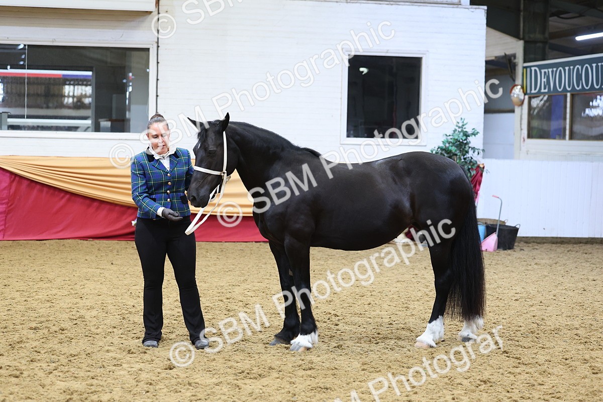 SBM_22843 - Class 903 - Supreme Final - IH Pre Vet