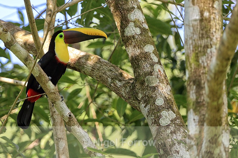 Yellow-throated Toucan, Playa Cativo Lodge, Costa Rica - Yellow-throated Toucan