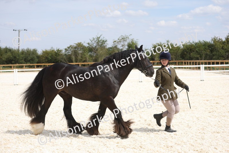 20260802-1496 - Class 16 - Best Horse or Pony