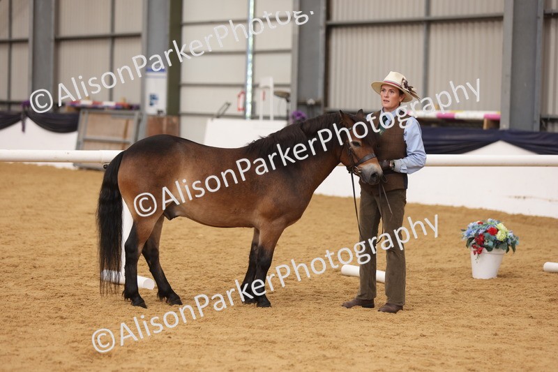 20260913-1704 - Class 115 - Gelding 4years and over
