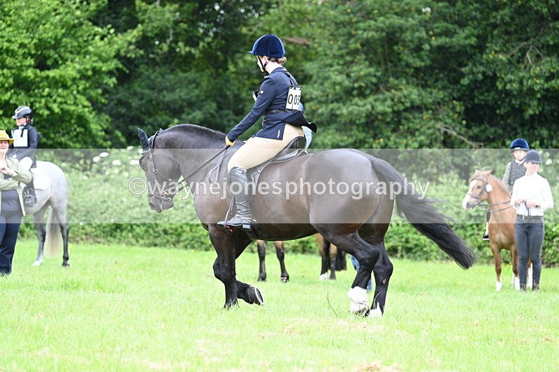 WJ7_3978 - Class 14A Handsome Gelding
