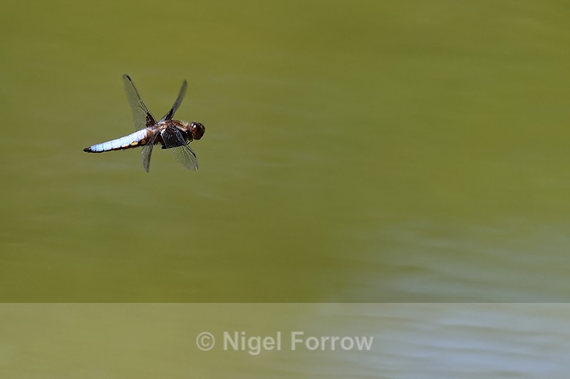 Broad-bodied Chaser (male) flying, side view, Dorset, UK - INSECTS