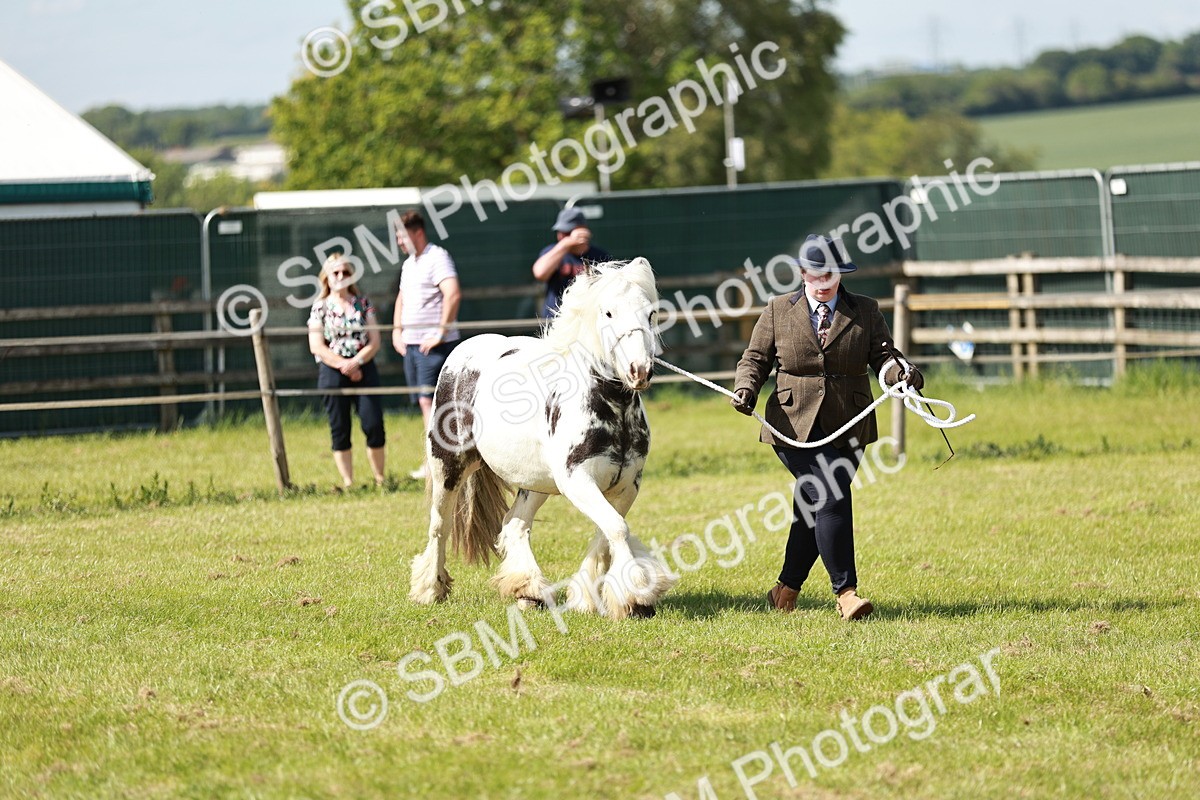 SBM_08621 - Class 63-65 - Traditional Gypsy Cobs In Hand & Ridden