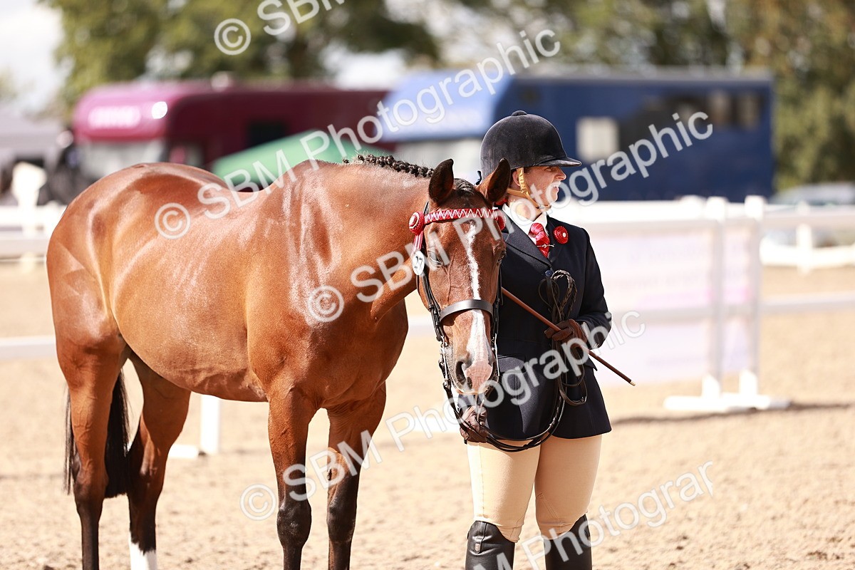 SBM_14218 - Class 407 - IH Hack Riding Horse