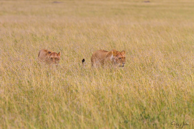 Lioness in grass 2