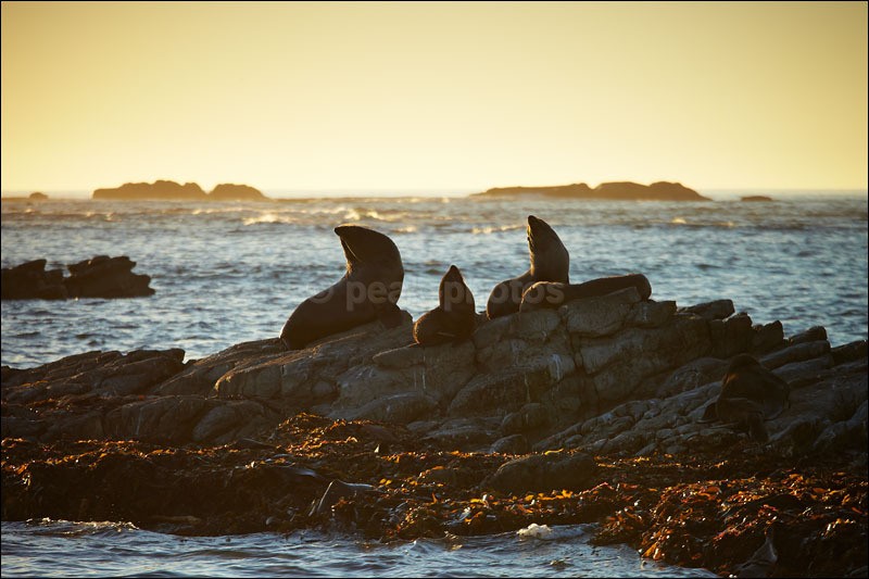 Kaikoura Seals - Photographs of New Zealand