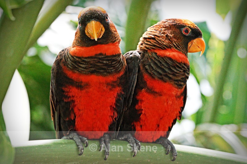 DSC08410 - Fauna