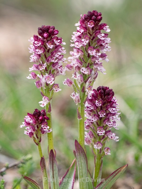 Burnt-tip Orchid (Neotinea ustulata) also formerly  Orchis ustulata) - Wild Orchids - 1