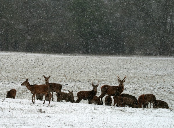 Red Deer _ AGTO133 - Wildlife, Mammal Photography, Great Britain