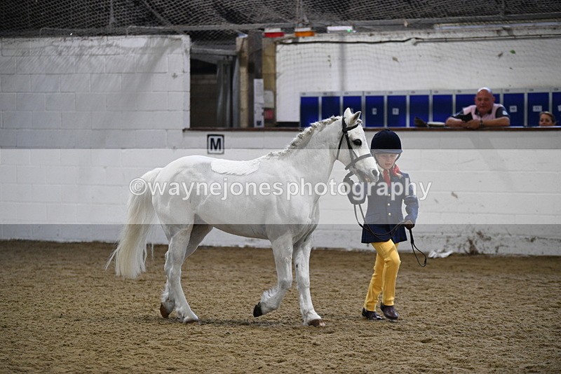 WJ5_4650 - Class 3 Part Bred In hand