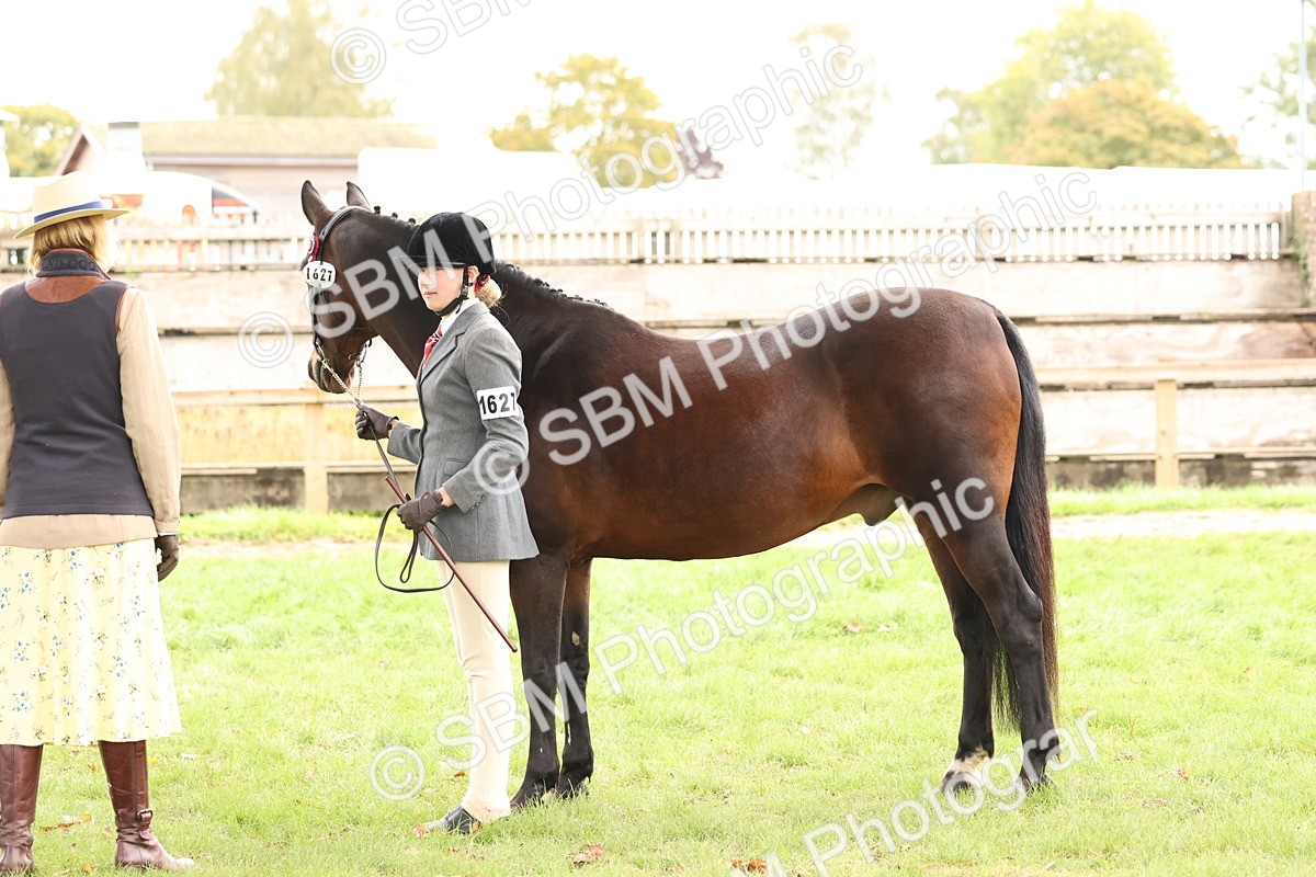 SBM_59900 - S36 - Rehabiliated Rescue Horse & Pony In Hand & Ridden