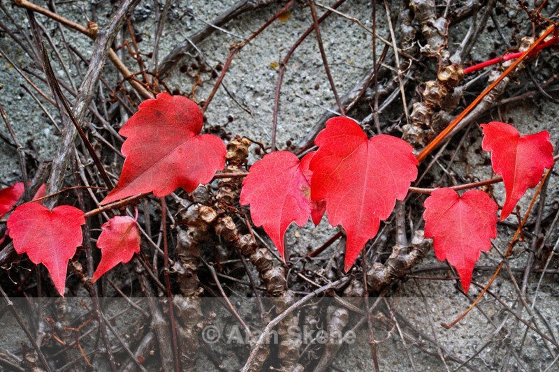 DSC09236 - Autumn