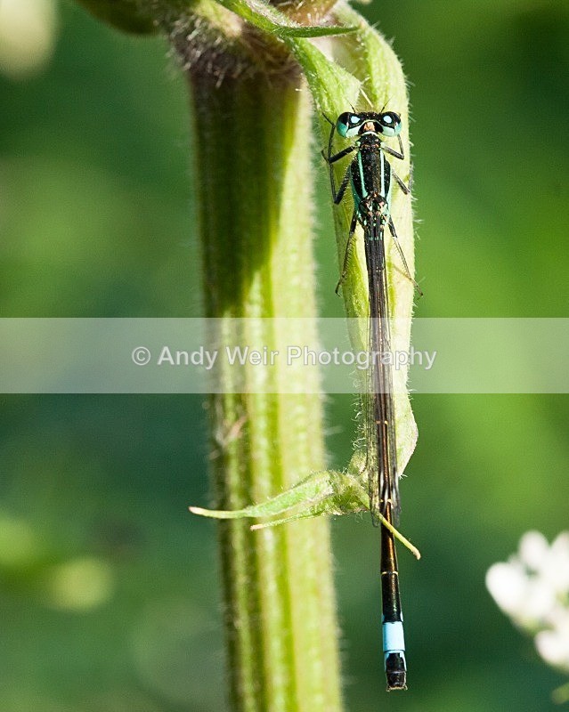 20080623- 003 - Dragonflies & Damselflies
