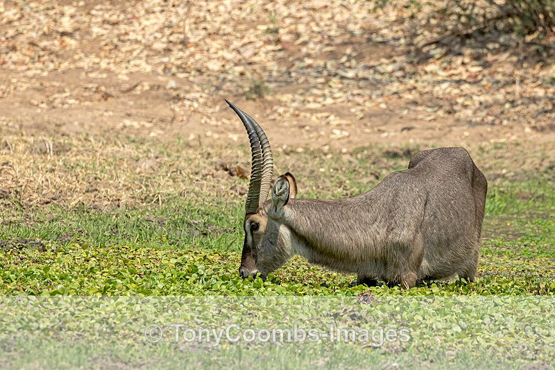 Waterbuck - Mana Pools ~ The Mammals