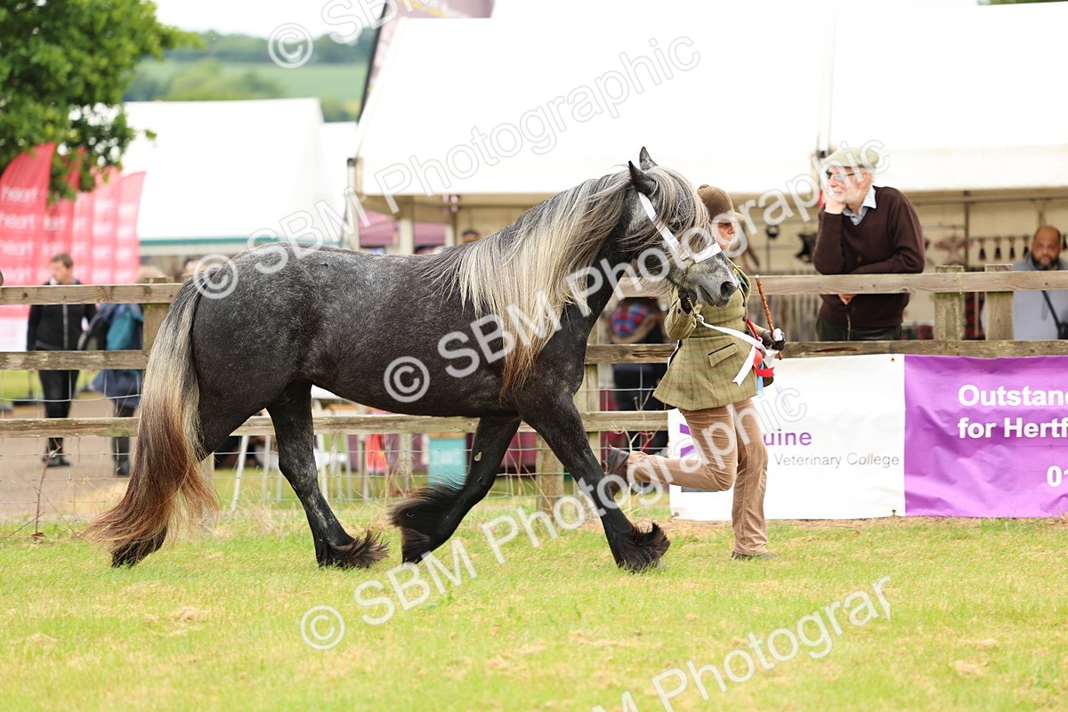 SBM_00636 - Class 58-67 - M&M Non Welsh Pony In hand