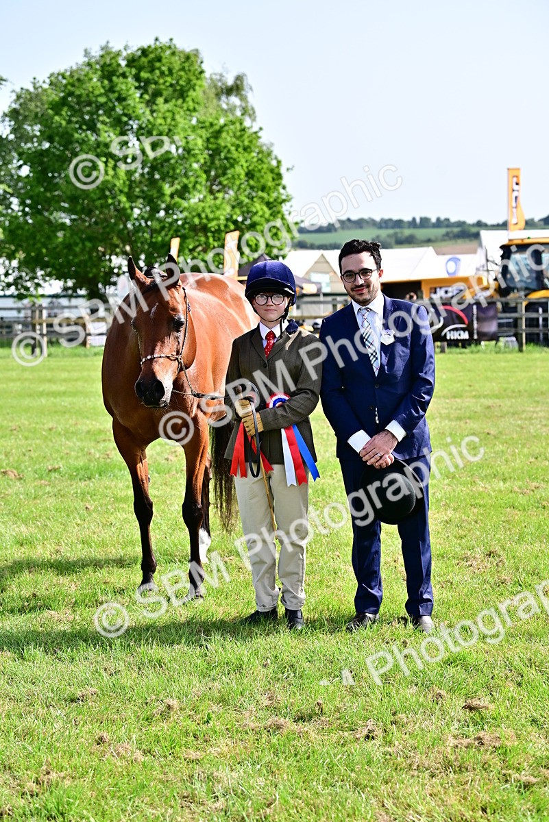 SBM_01060 - Class 46-49 - Arab and Part Bed-Anglo Arab In Hand